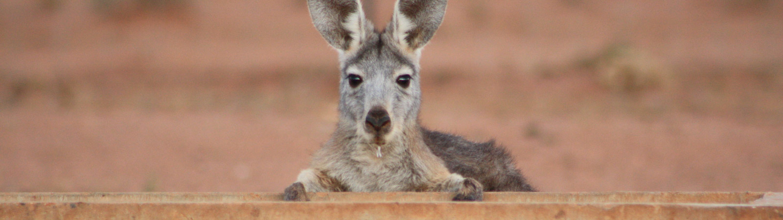 Kangaroo predictive tool project