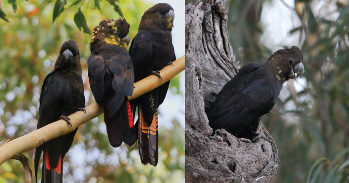 Male and female Glossy Black Cockatoos perching and in tree hollow