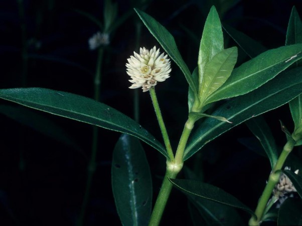 Alligator weed has white flowers that occur on short stalks and generally appear from November to March.