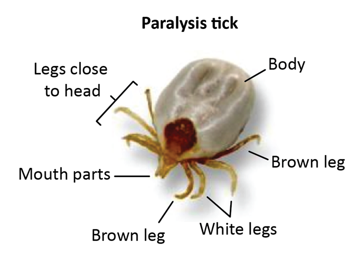 Diagram of a Paralysis Tick