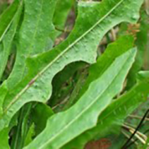 Hawkbit Leaf
