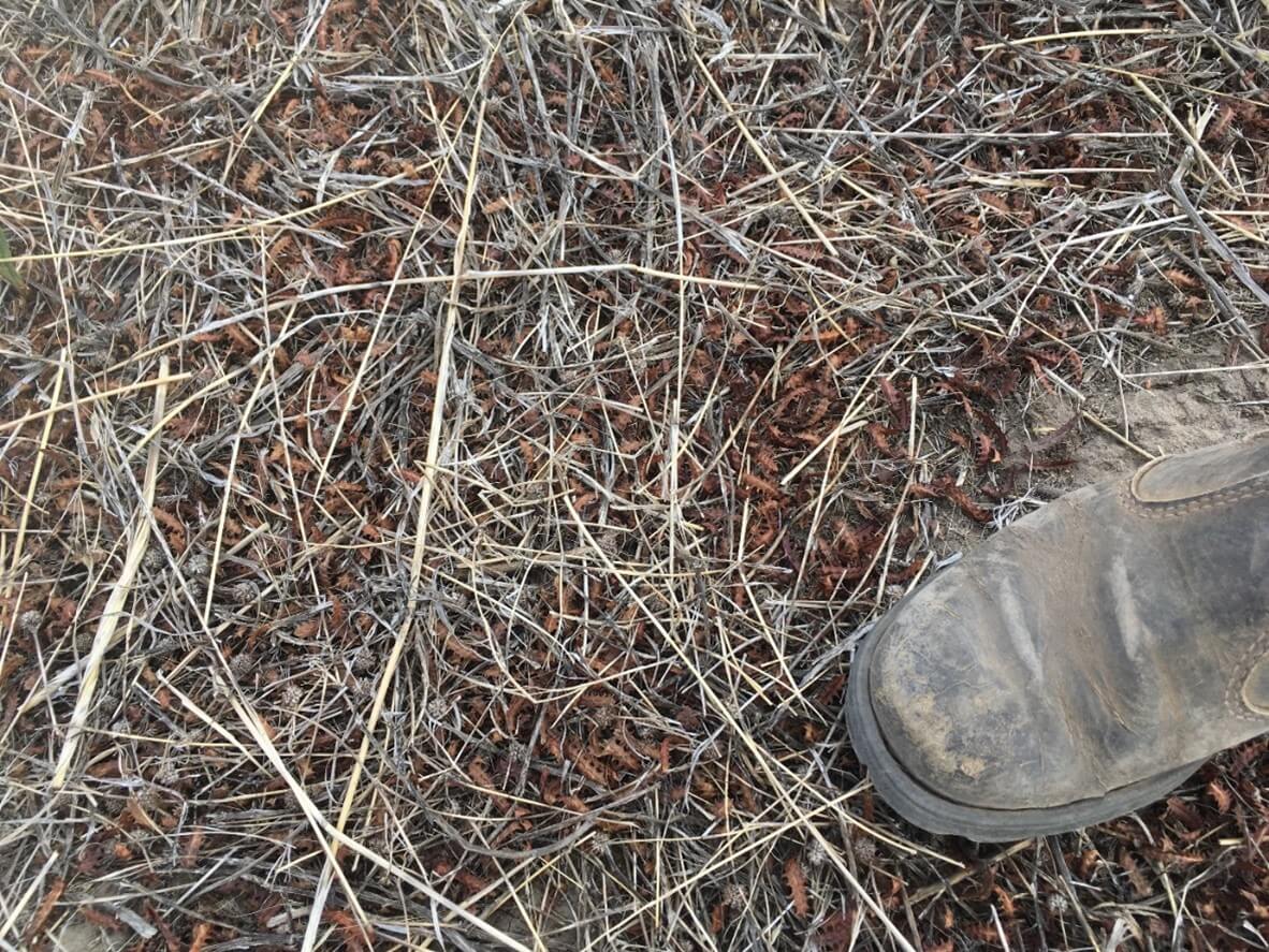 Dark brown/red seed pods on the ground between dry grass. There is a brown boot in the photo for size comparison