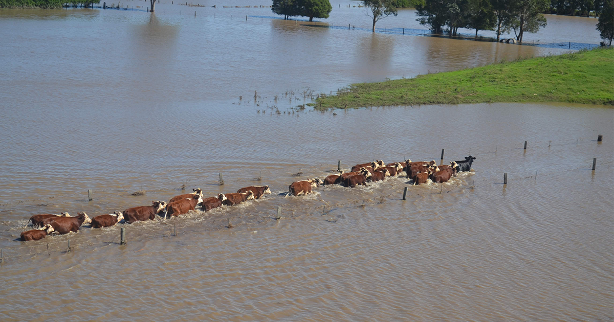 A herd of cows walking through brown flood waters on a property