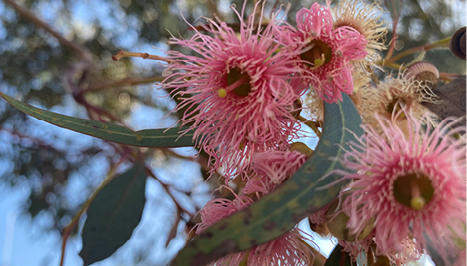 Pink gum blossoms and green gum leaves