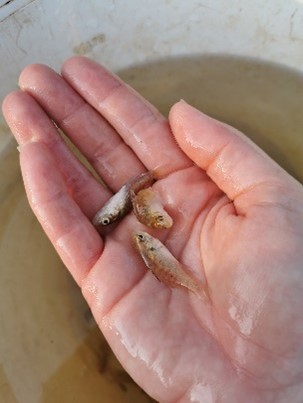 Juvenile Macquarie Perch. Photo: Katie Doyle