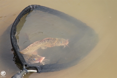 Catfish release into the Edward (Kolety) River