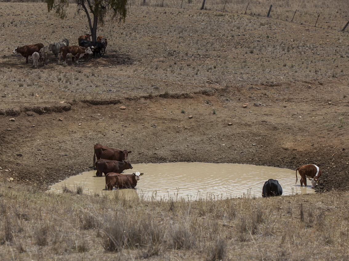 5 brown cows standing in a dam and the ground is bare and dry around the dam