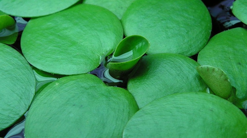 green frogbit weed in waterway 