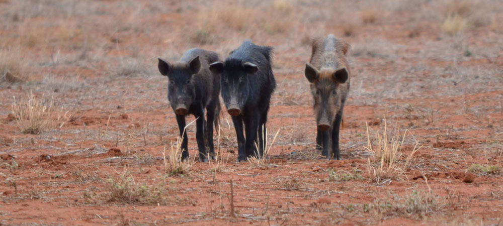 3 small black and brown feral pigs walk over barren land.