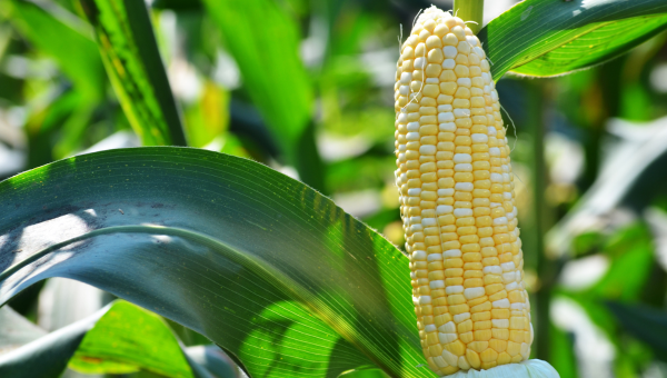 A close up of cob of corn growing in field