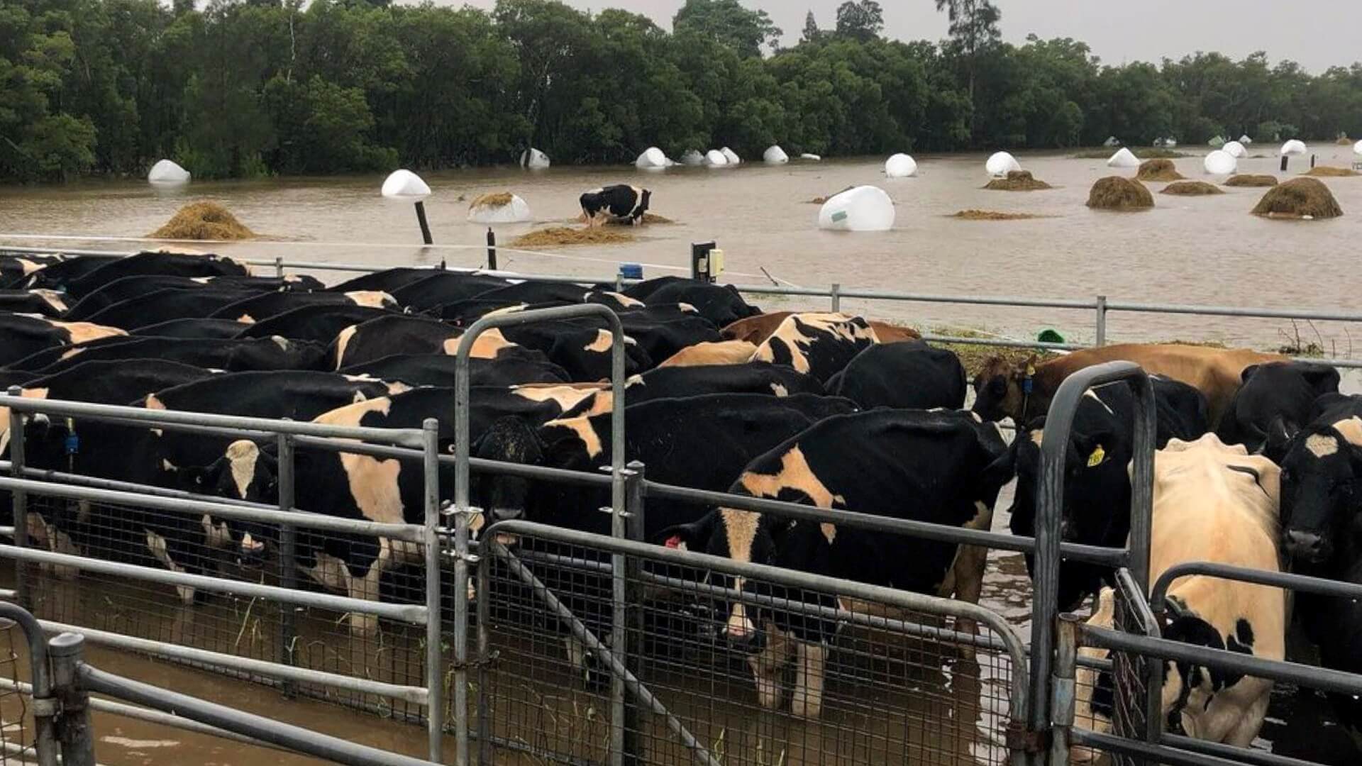 Dairy cows standing in a yard in flood water. In the background there are bales of sillage floating in the water