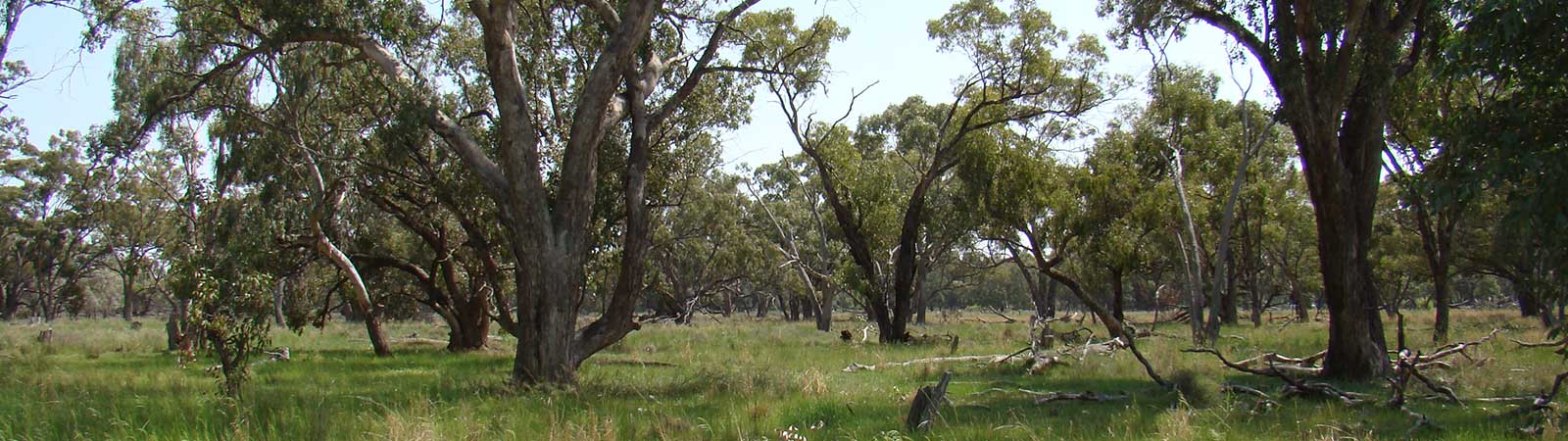 Green grassy lands with large trees in the background