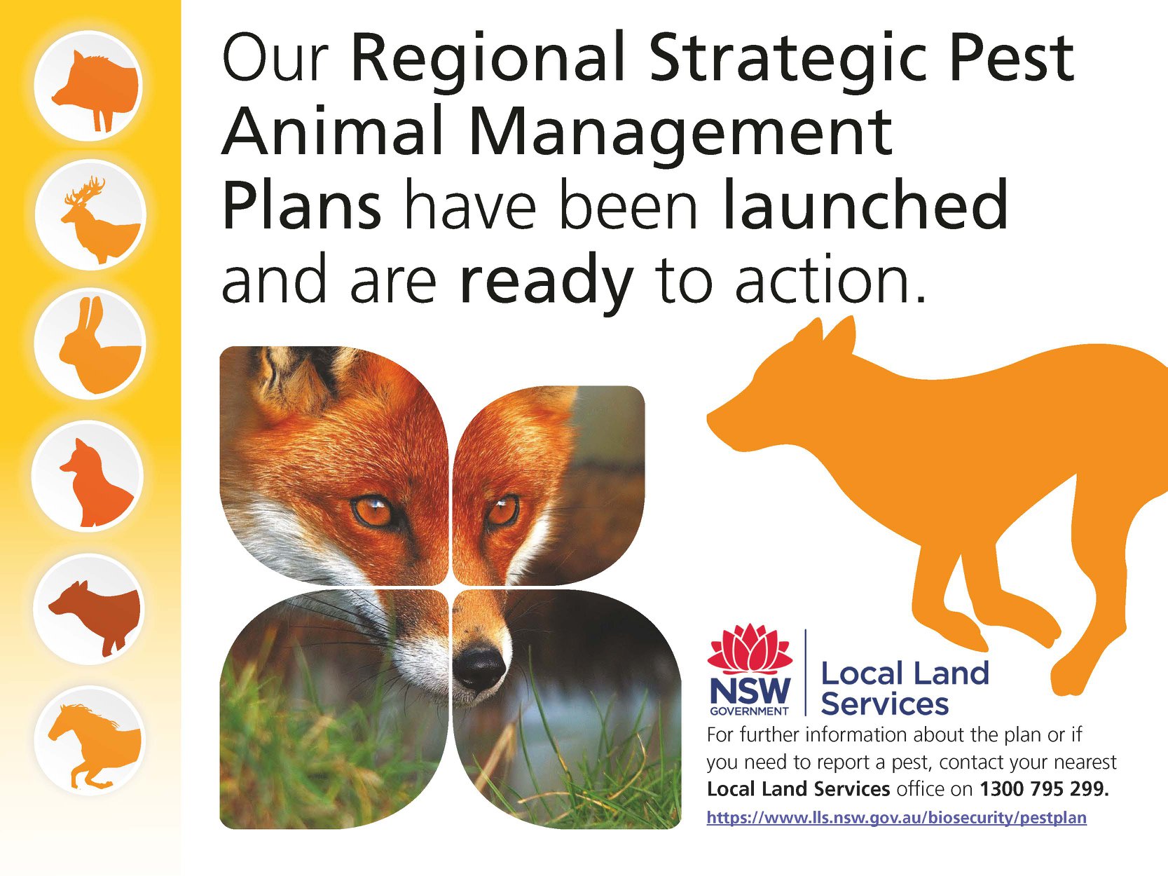 South East Regional Strategic Pest Animal Management Plan launched - Local  Land Services