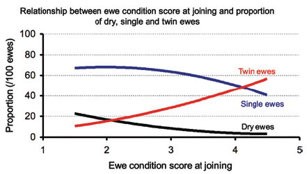 Graph showing ewe condition score at joining
