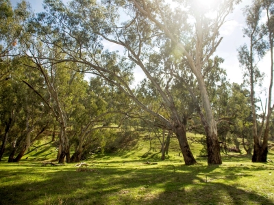 Grassy Woodlands