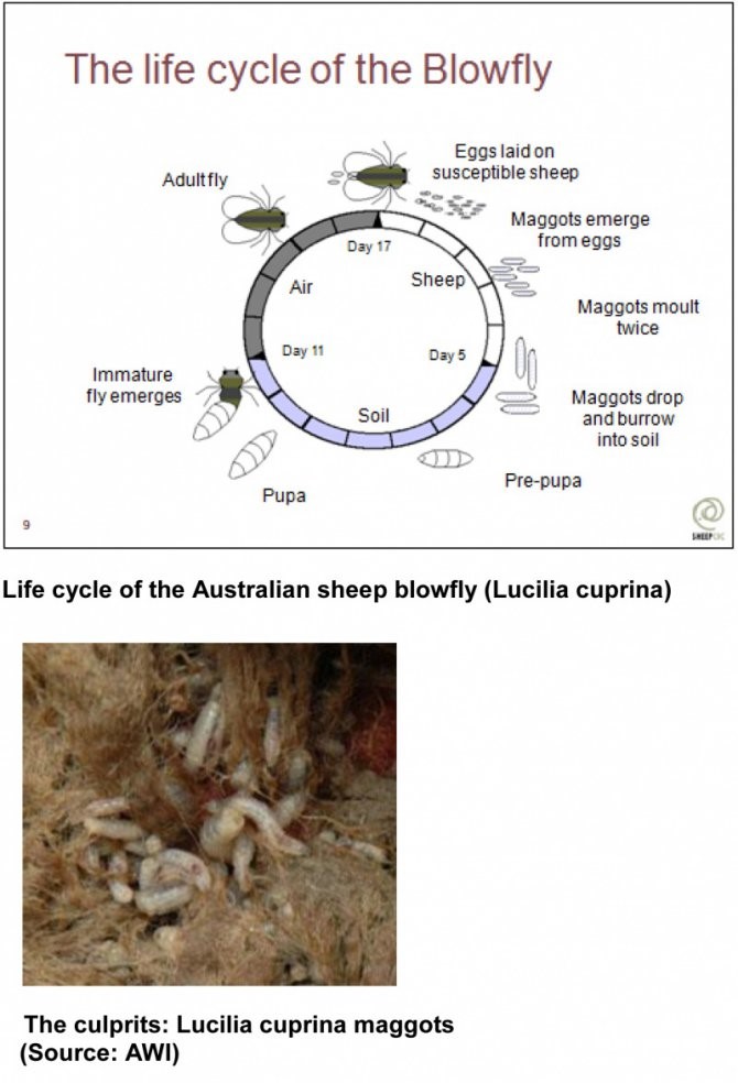 Lifecycle of a blowfly and maggot picture