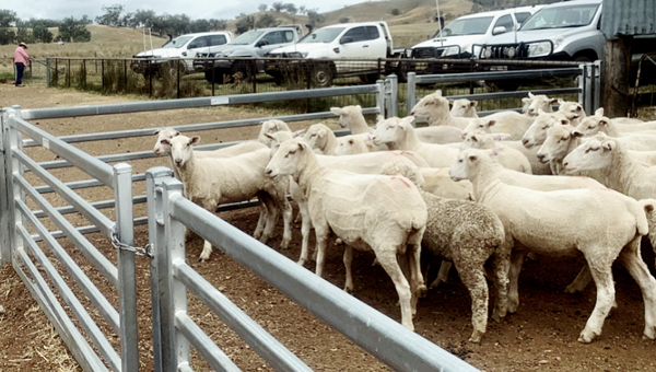 Sheep in yard