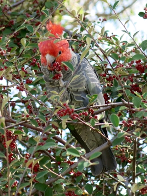 Male Gang-gang Cockatoo. Photo: Caroline Jones