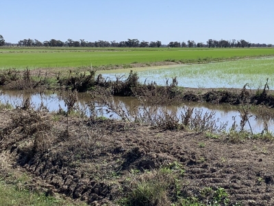 Rice crop with black box wetland in the background 