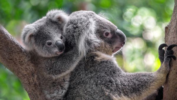 a mother koala and baby koala in a tree