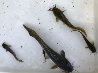 Different sized young eel-tailed catfish in the Deniliquin lagoon
