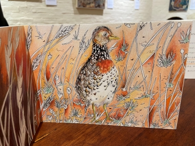 Plains-wanderer booklet by Josephine Duffy