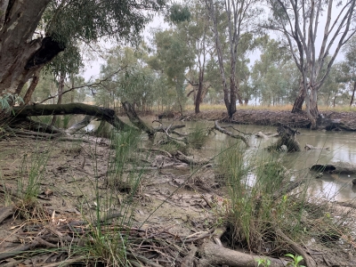 Yanco Creek at Morundah