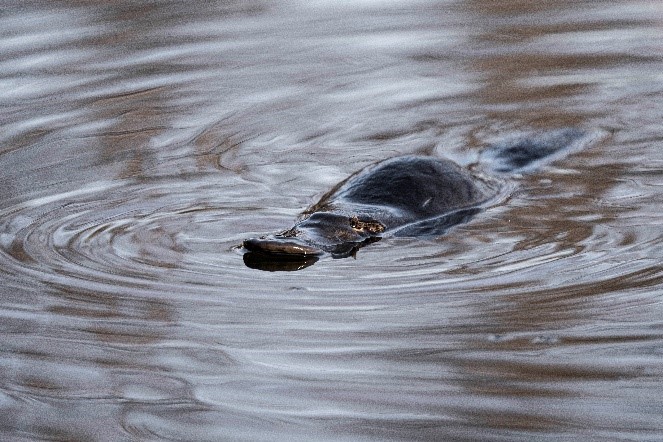 Platypus in Gillamatong creek, Braidwood. Photos by Judy Knowles