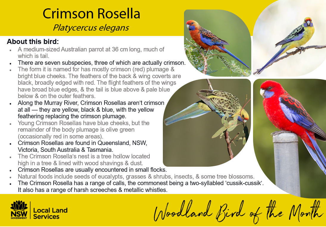 Woodland Bird of the Month: Crimson Rosella