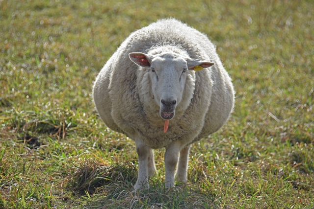 Pregnant ewe