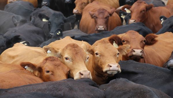Cattle at saleyards