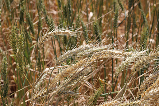 Wheat plants with white heads, evidence of crown rot