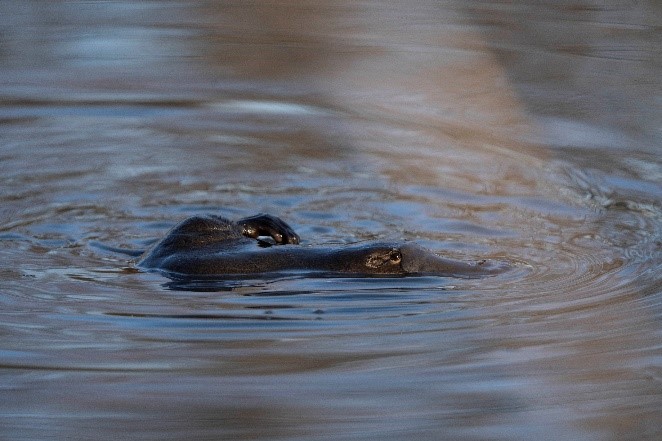 Platypus in Gillamatong creek, Braidwood 2. Photos by Judy Knowles