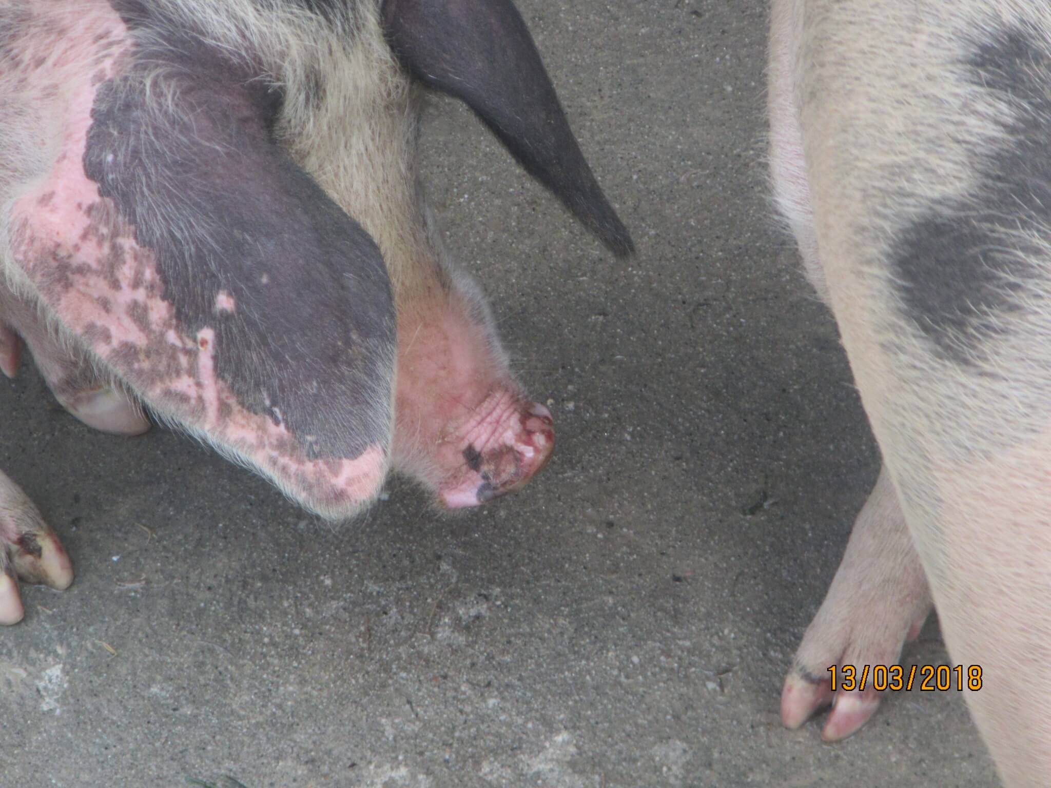 Foot-and-mouth-disease blisters on a pig