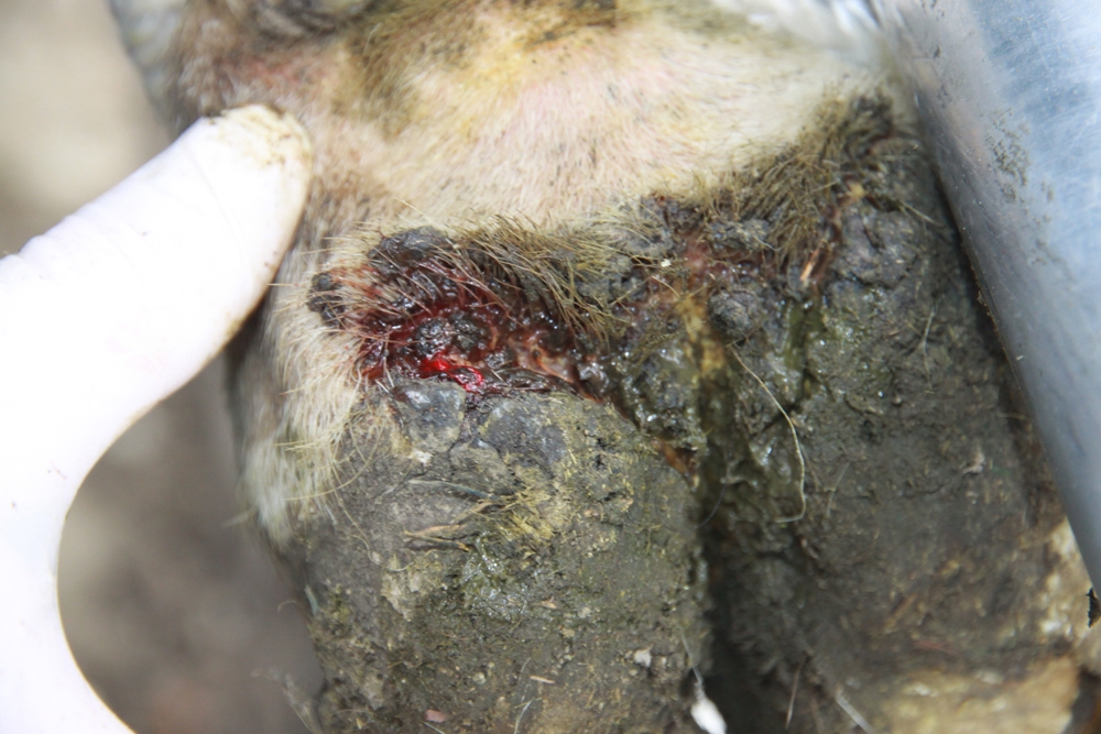Foot-and-mouth disease in cattle - hoof blisters