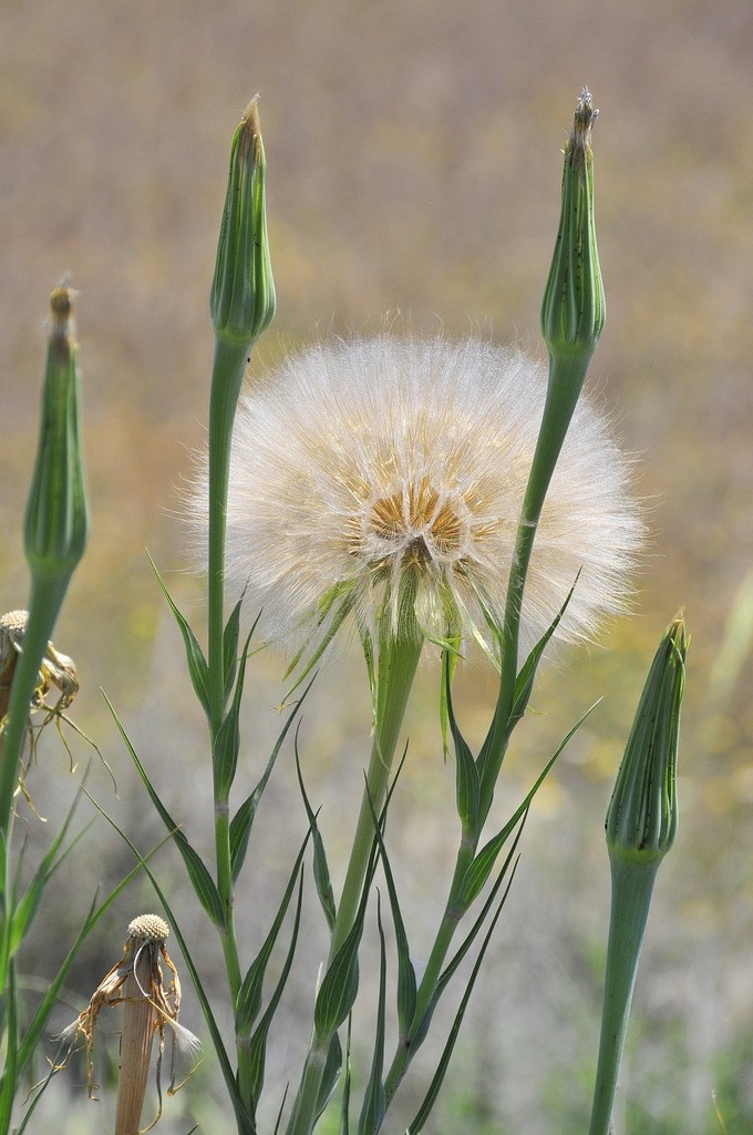 The distinct large dandelion shaped seed head of the salsify plant with the unopened, beak shaped seed heads surrounding (Photo: iNaturalist).