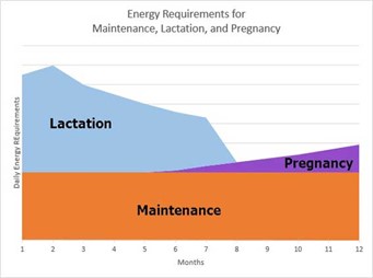 energy requirements for cattle