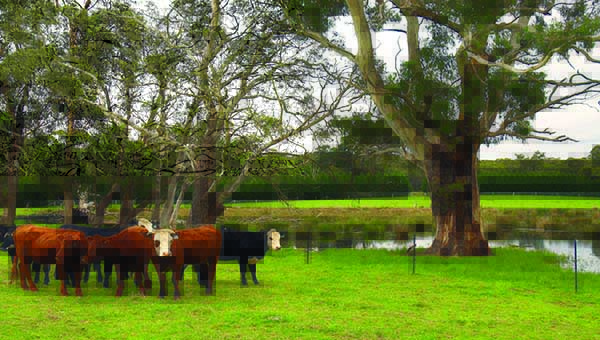 Cows and Trees