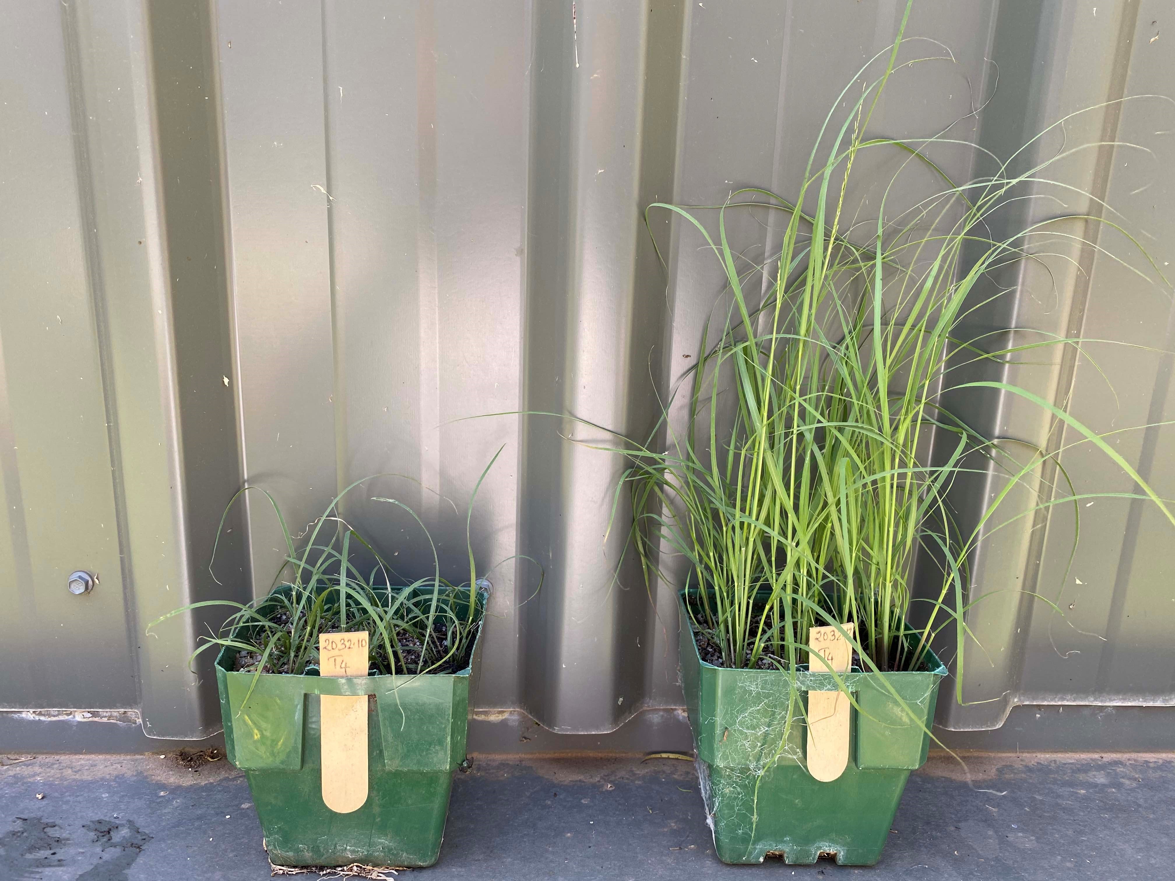 Both susceptible on left and resistant on right African lovegrass populations to the herbicide flupropanate have been identified on the Monaro. Photo Plant Science Consulting.jpg