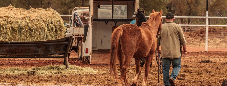 Every Bit Counts Urban Landholders Small Landholdings Blockies Horses