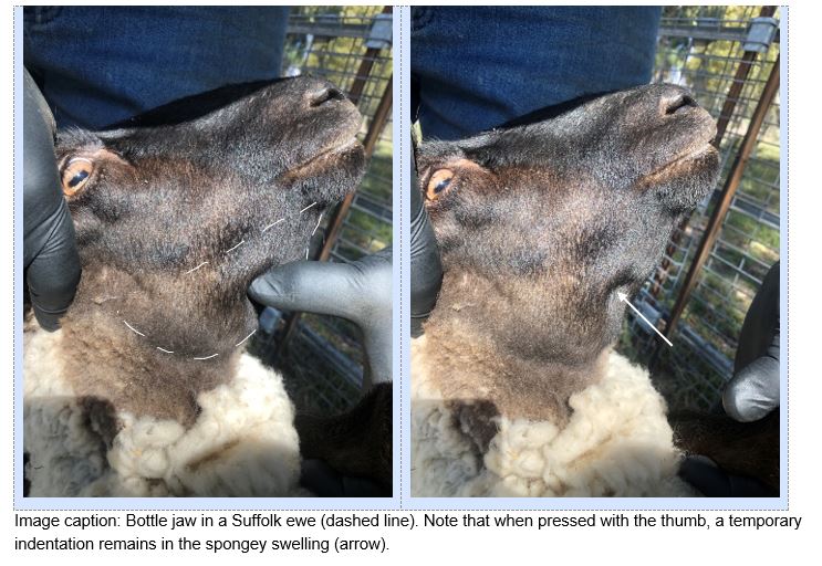 Two images of an ewe's head close up