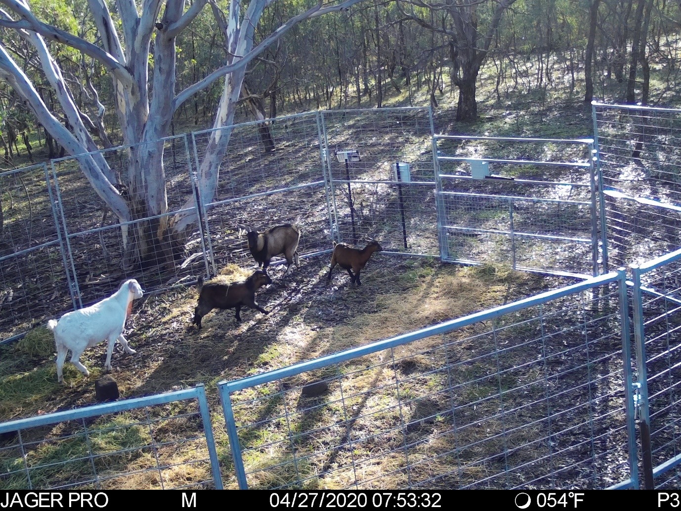 Feral goats in trap