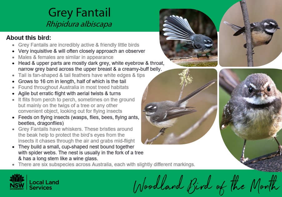 Bird of the month - Grey Fantail