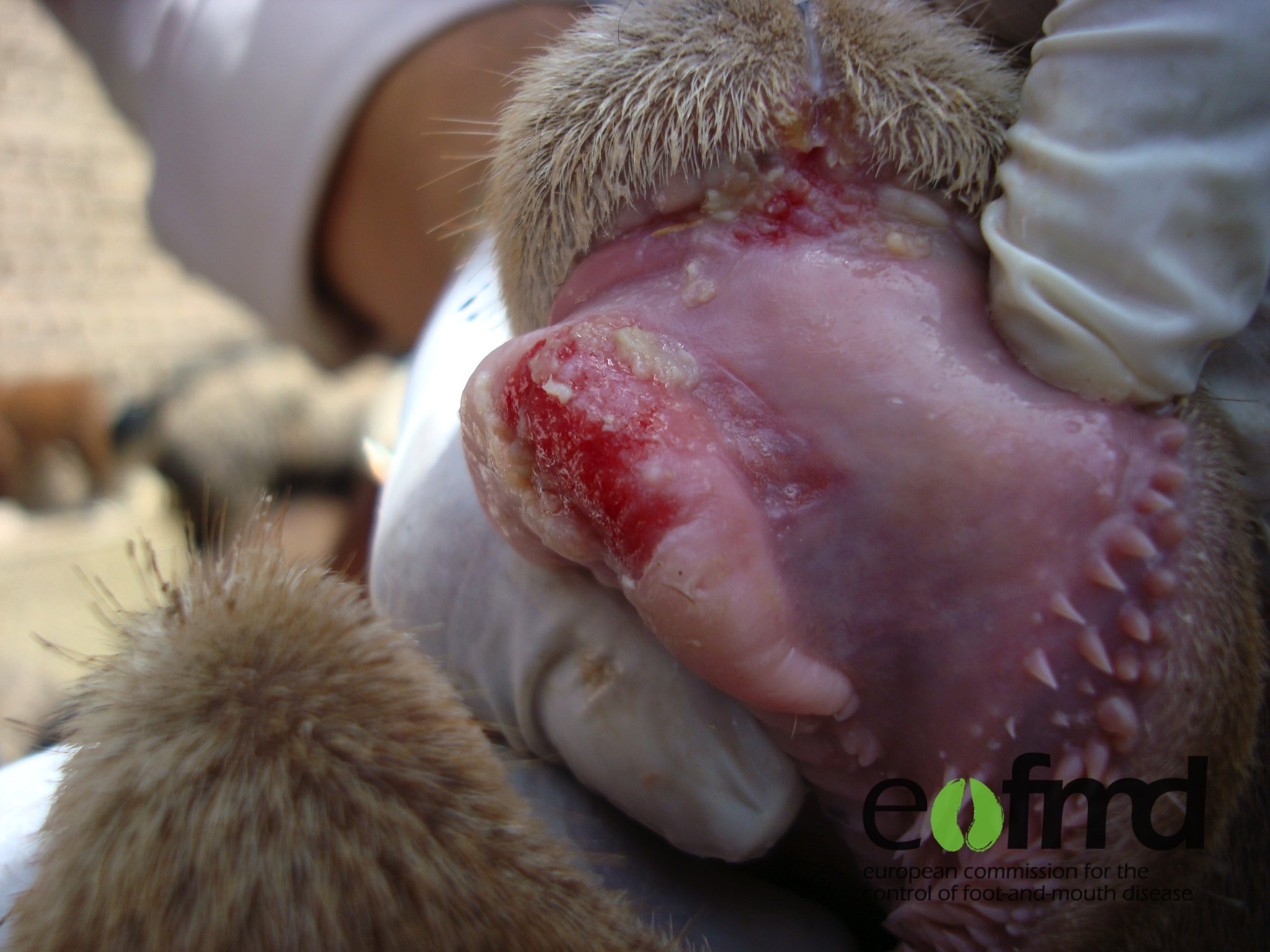 Foot-and-mouth-disease blisters on a sheep