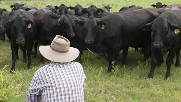 cattle farmer