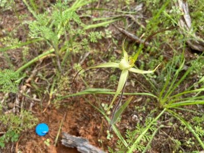 Sandhill spider orchid