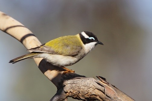 Black-chinned honeyeater