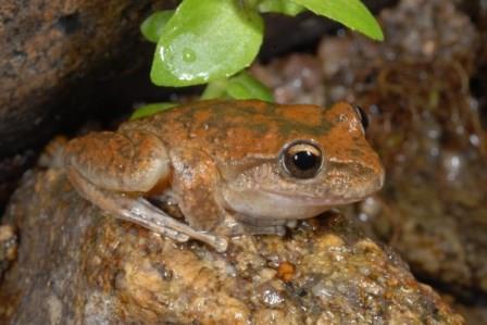 Booroolong frog