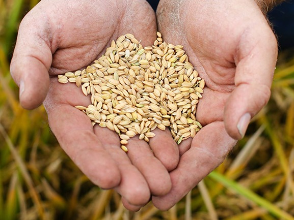 Hands holding rice grains