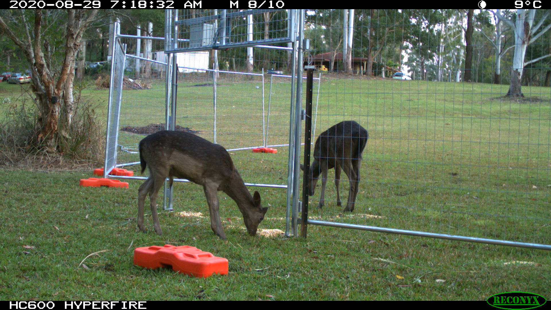 Young Deer around Trap